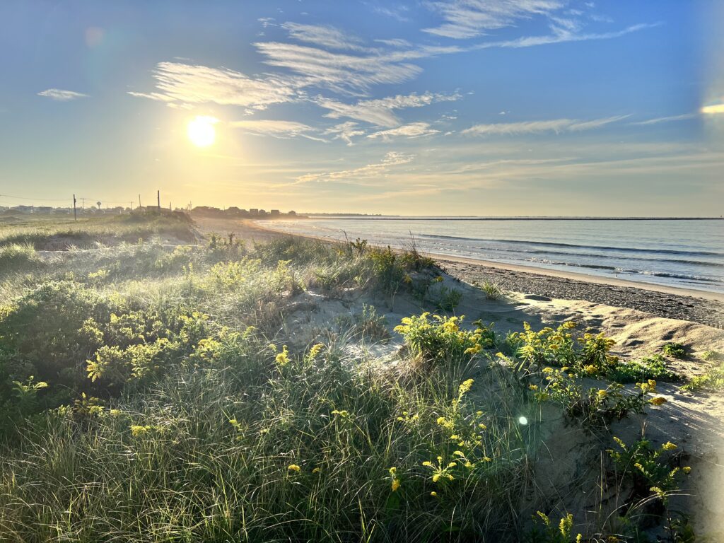 a beach with yellow flowers and grass (MyCoast AI)