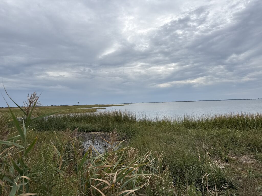 a grassy area with water in the background (MyCoast AI)