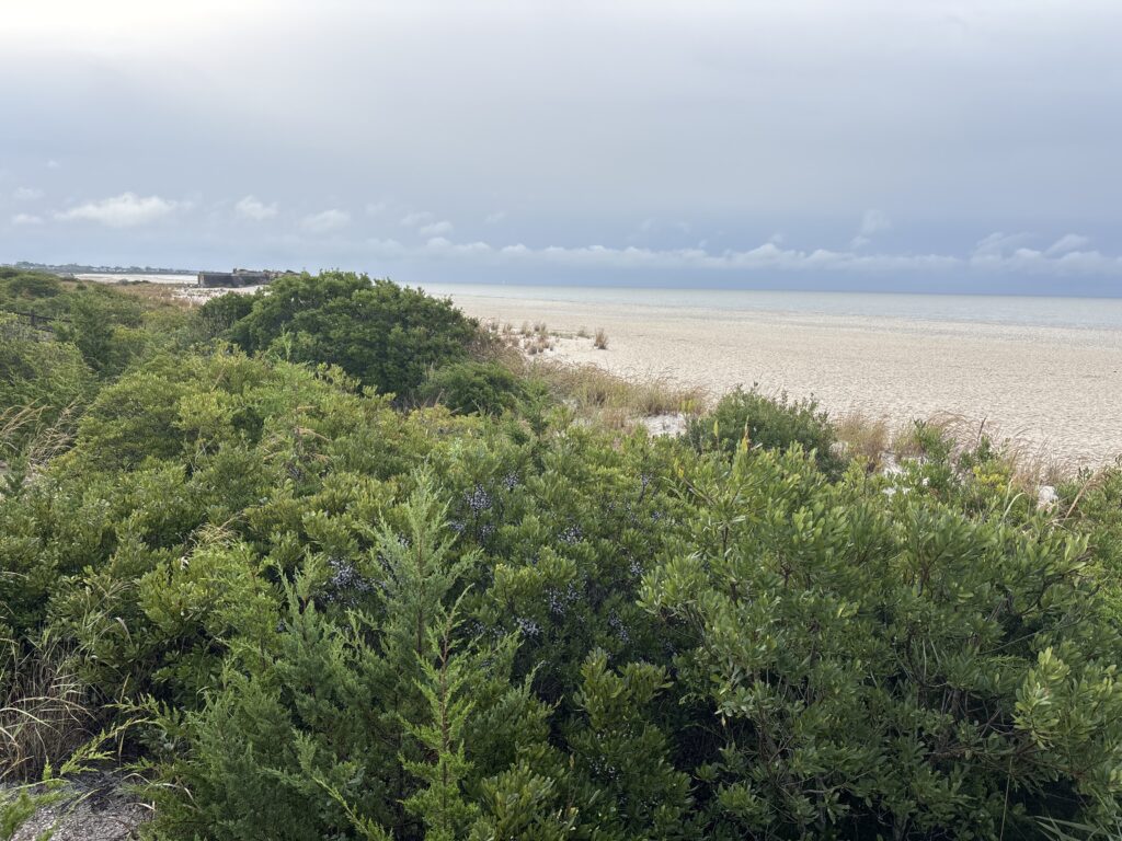 a beach with trees and bushes (MyCoast AI)