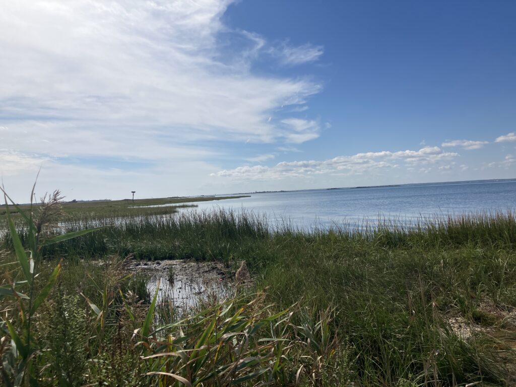 a grassy area with water in the background (MyCoast AI)