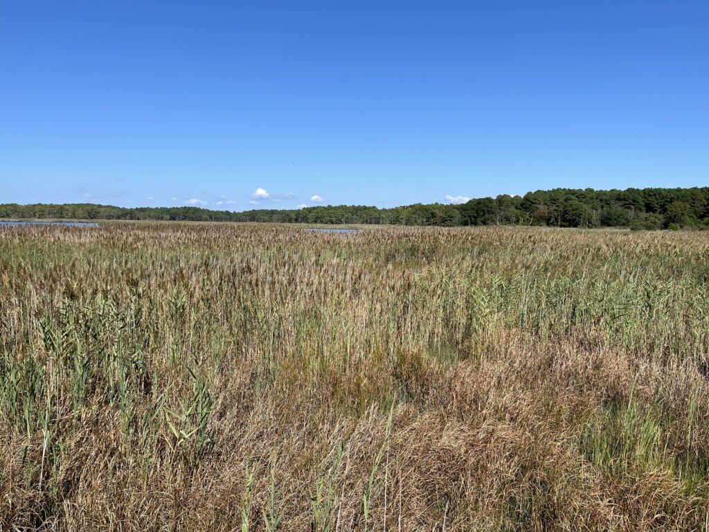 a field of grass with trees in the background (MyCoast AI)