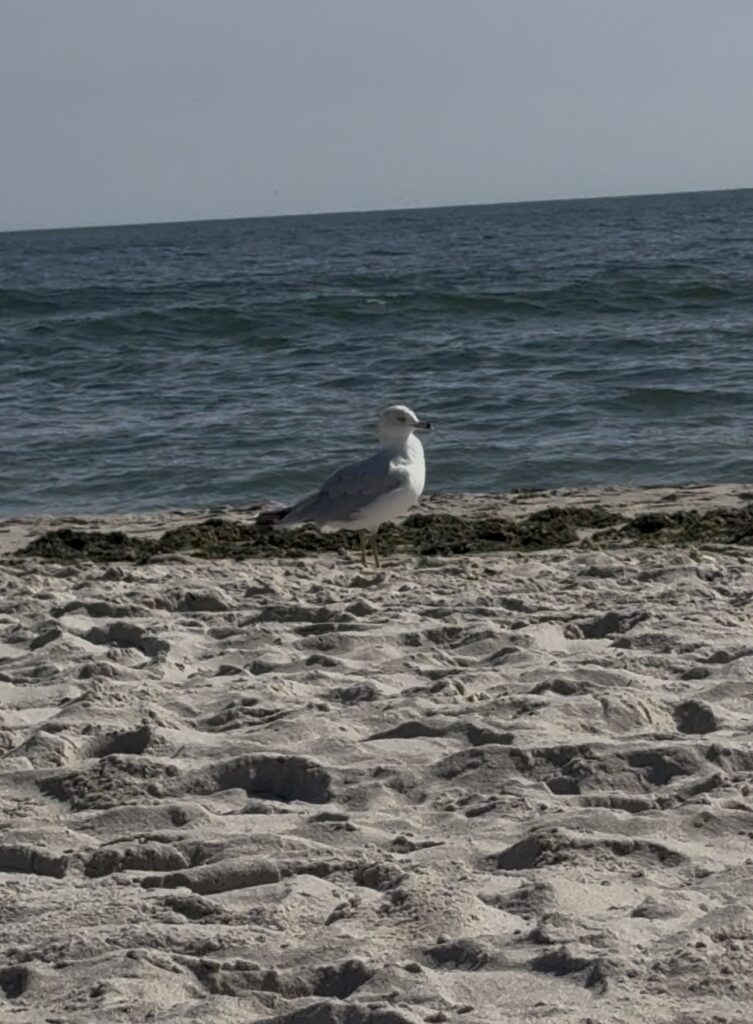a bird sitting on a beach (MyCoast AI)