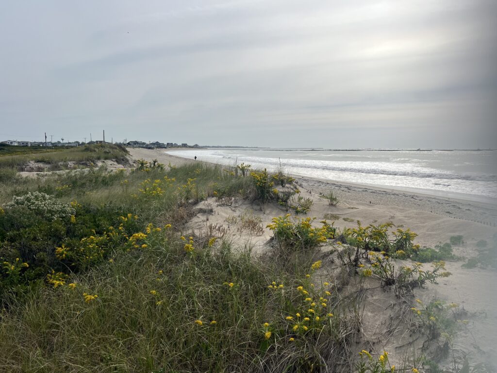 a beach with yellow flowers (MyCoast AI)