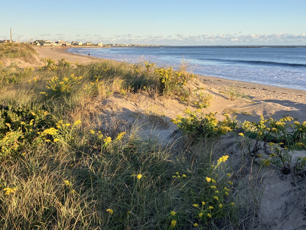 a beach with yellow flowers (MyCoast AI)