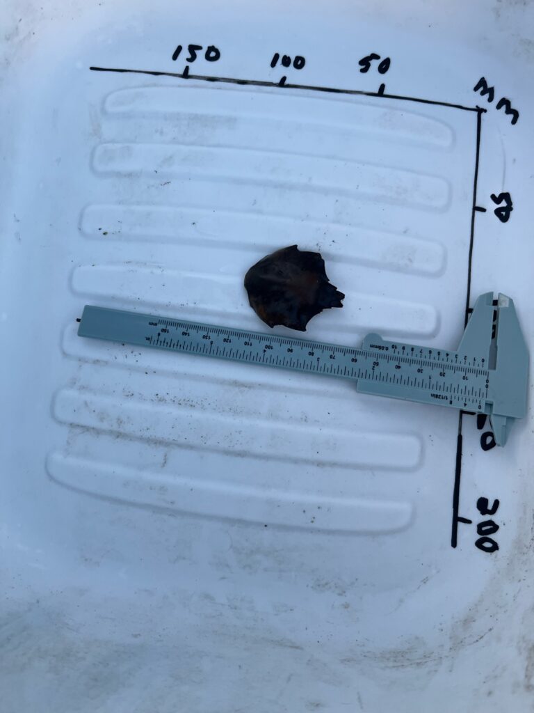 a ruler and a black mouse (MyCoast AI)
