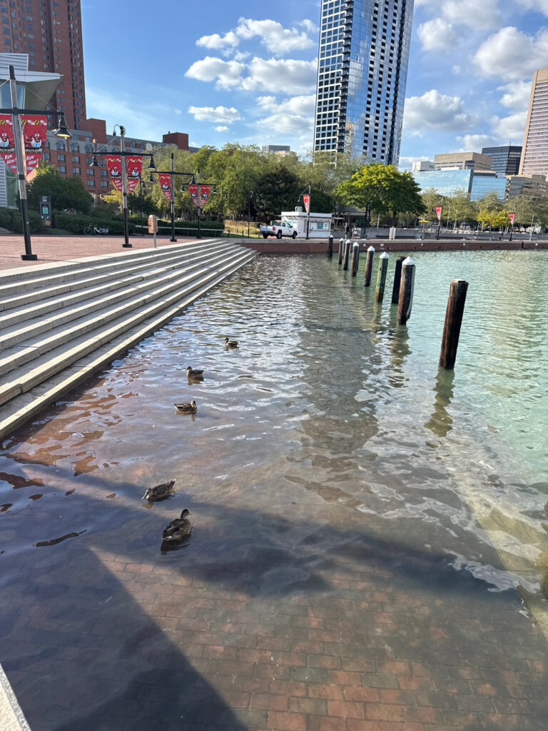 ducks swimming in a pond (MyCoast AI)
