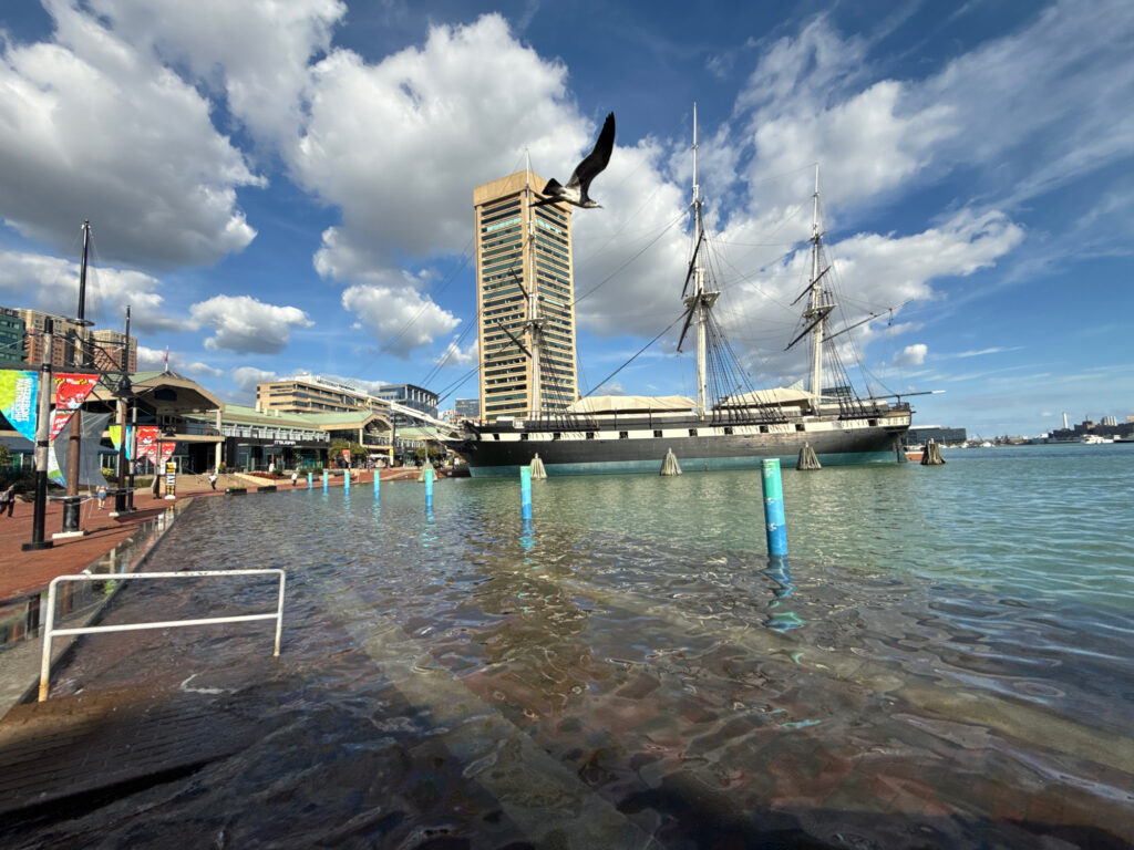 a bird on a dock (MyCoast AI)
