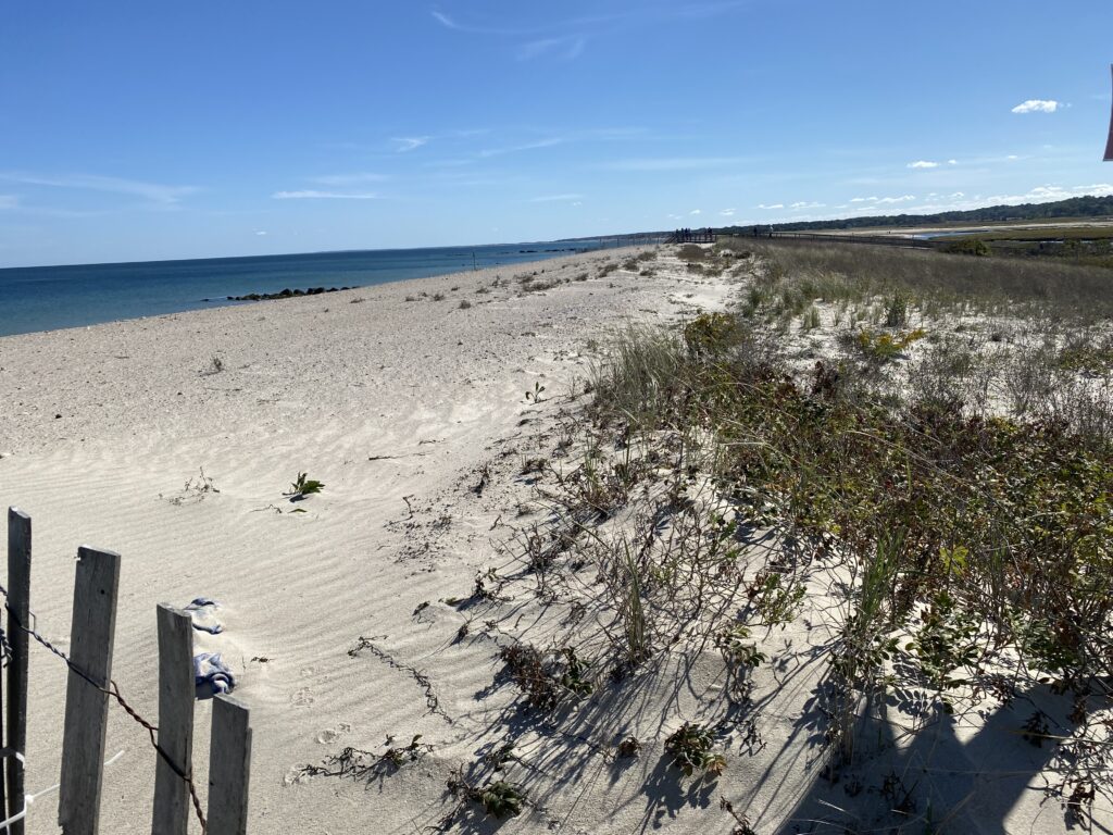 a sandy beach with bushes and trees (MyCoast AI)