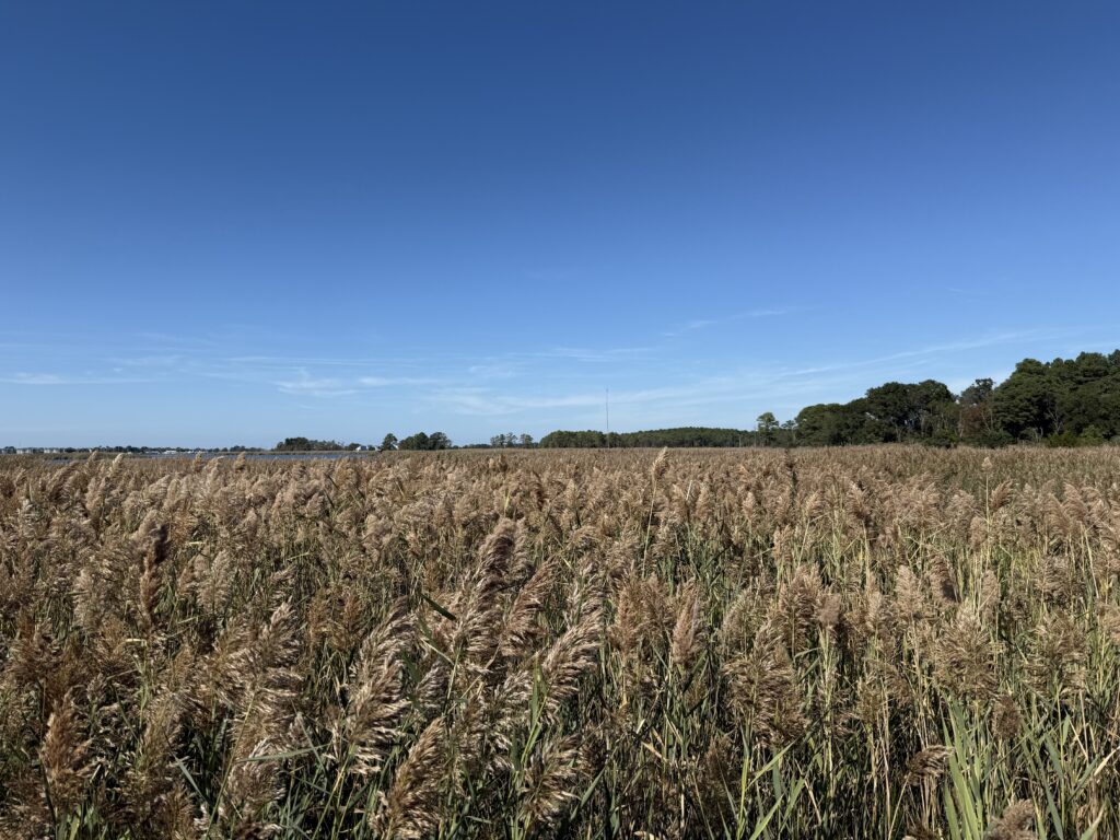 a field of grass with trees in the background (MyCoast AI)