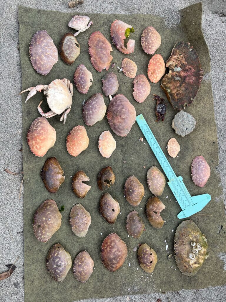 a group of rocks (MyCoast AI)