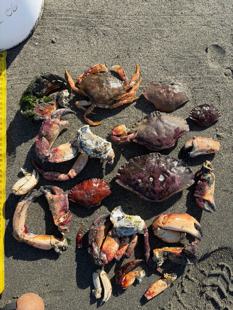 a pile of sea shells (MyCoast AI)