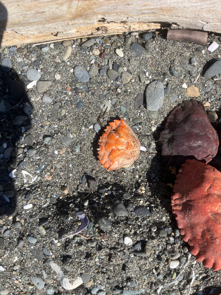 a close up of a rock (MyCoast AI)