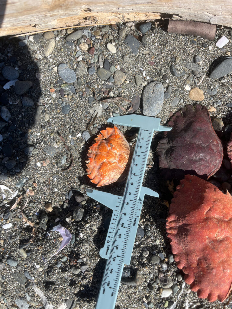 a blue plastic container with a brown substance on a rocky surface (MyCoast AI)