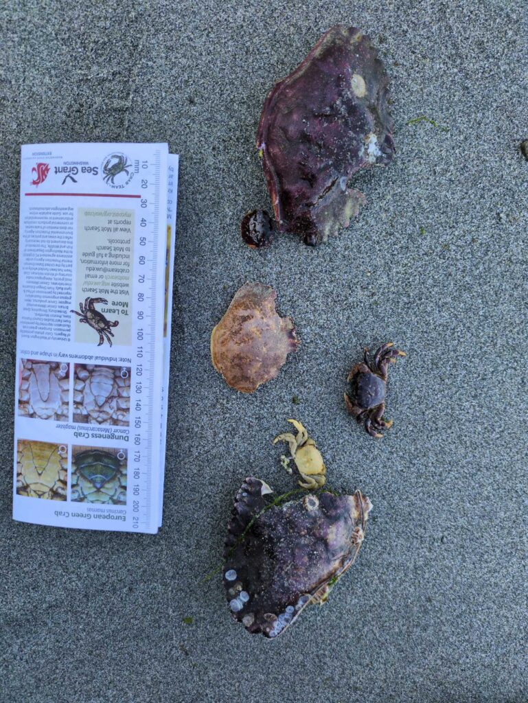 a group of turtles on a rock (MyCoast AI)