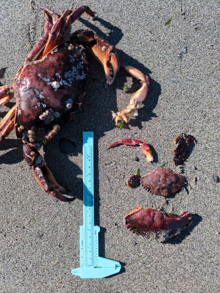 a knife and a pile of burned wood on the ground (MyCoast AI)