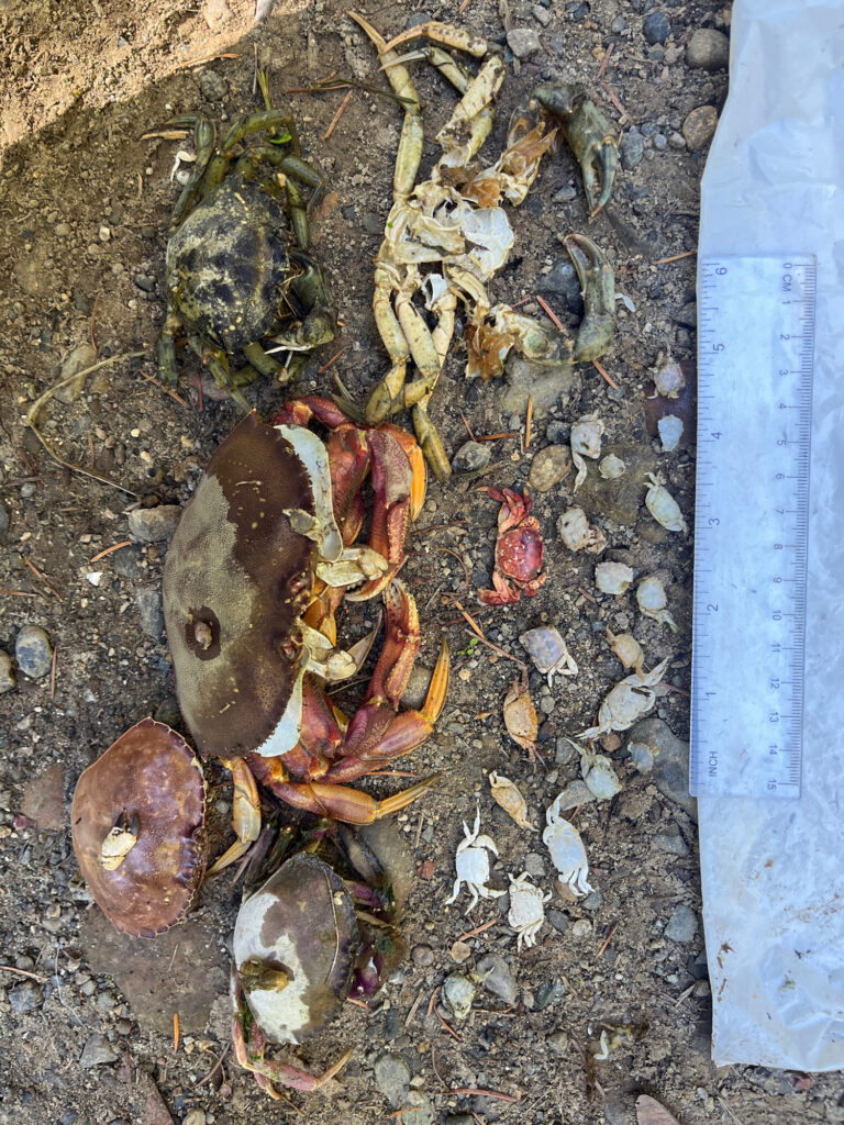 a crab on the ground (MyCoast AI)