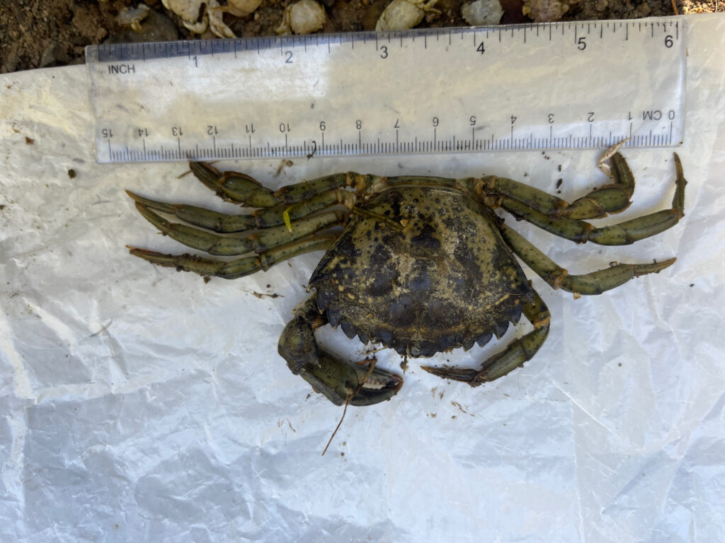 a large frog on a ruler (MyCoast AI)