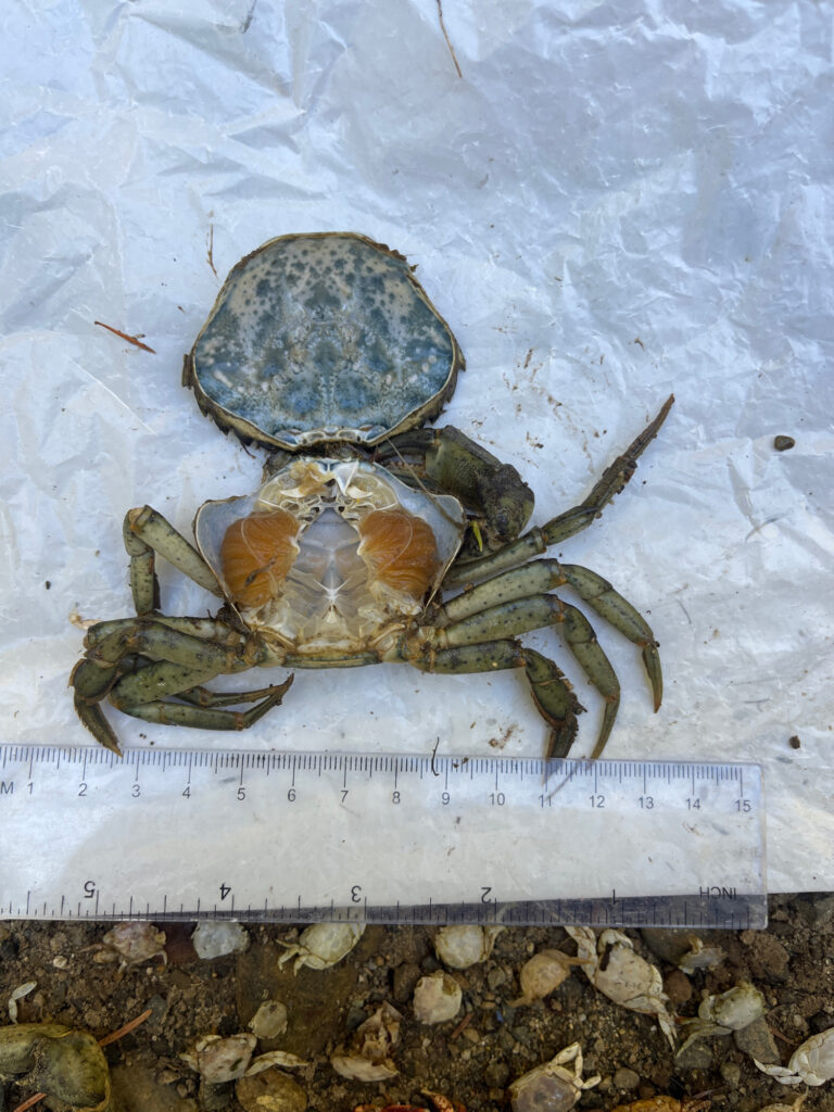 a turtle on a rock (MyCoast AI)