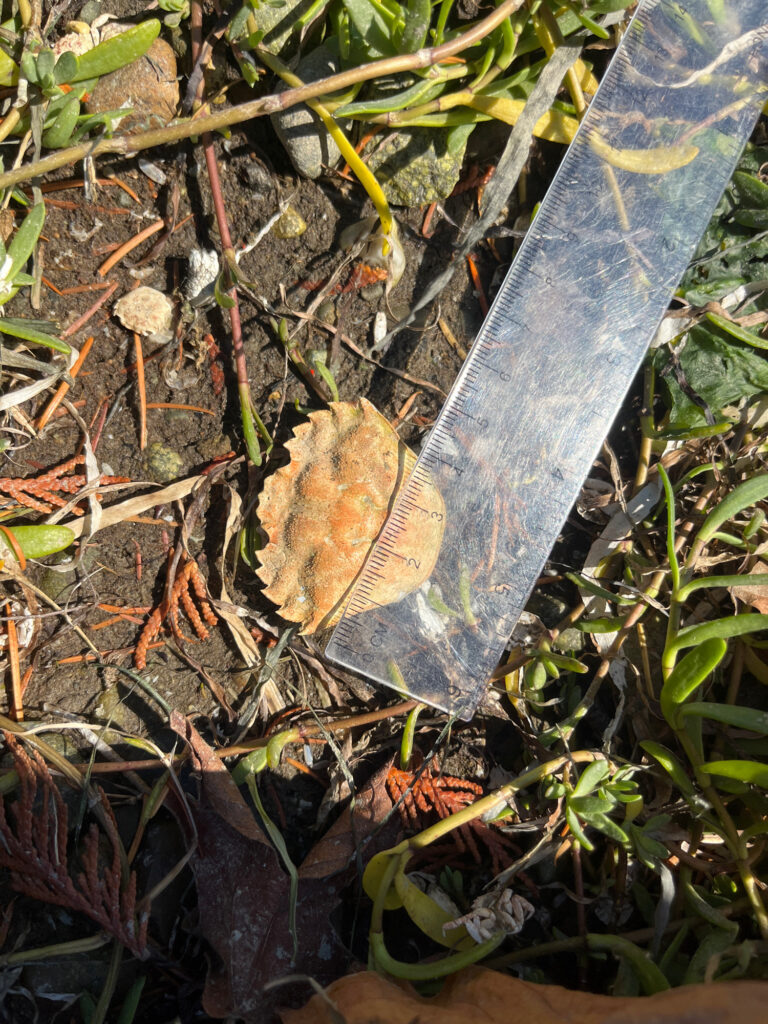 a knife on the ground (MyCoast AI)