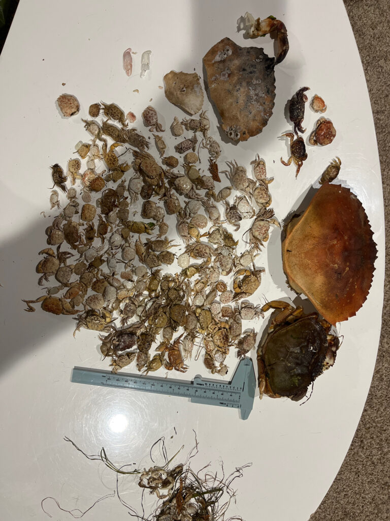 a group of dried leaves (MyCoast AI)