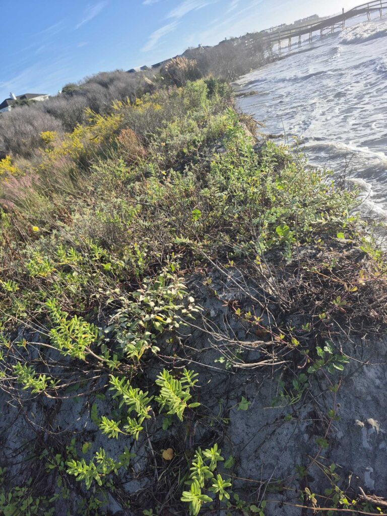 a bush on a beach (MyCoast AI)