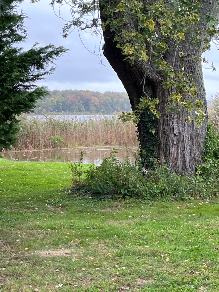 a tree in a grassy area (MyCoast AI)