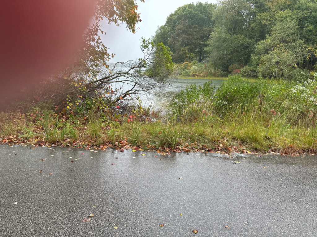 a road with grass and trees on the side (MyCoast AI)