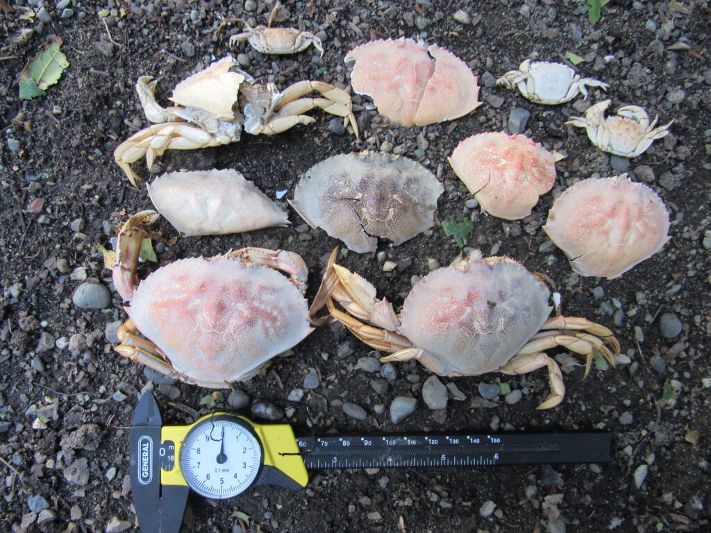 a pile of mushrooms (MyCoast AI)