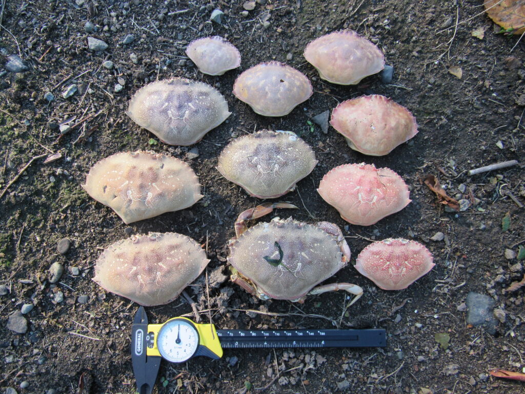 a group of rocks on the ground (MyCoast AI)