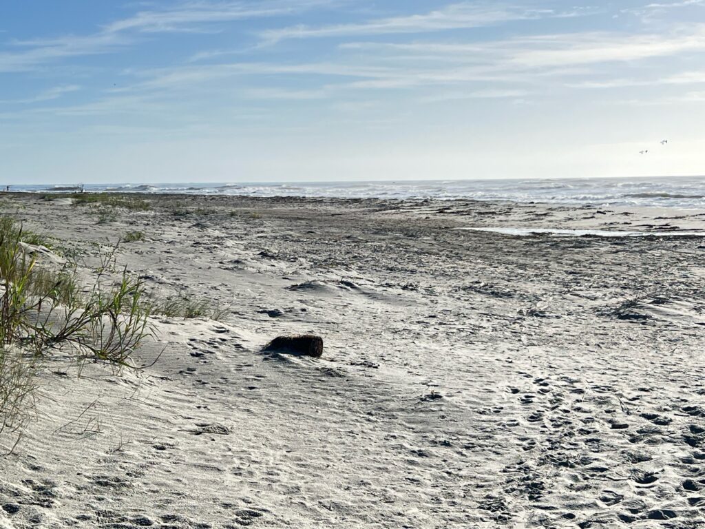 a sandy beach with plants and water (MyCoast AI)