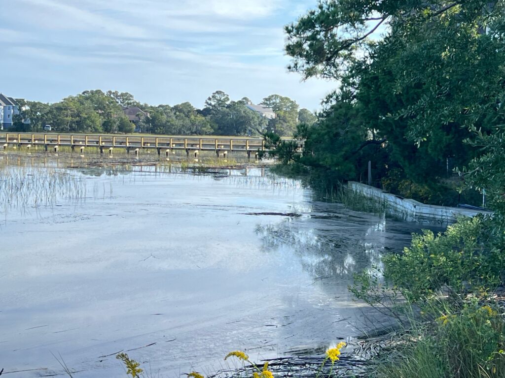 a river with a bridge and trees (MyCoast AI)