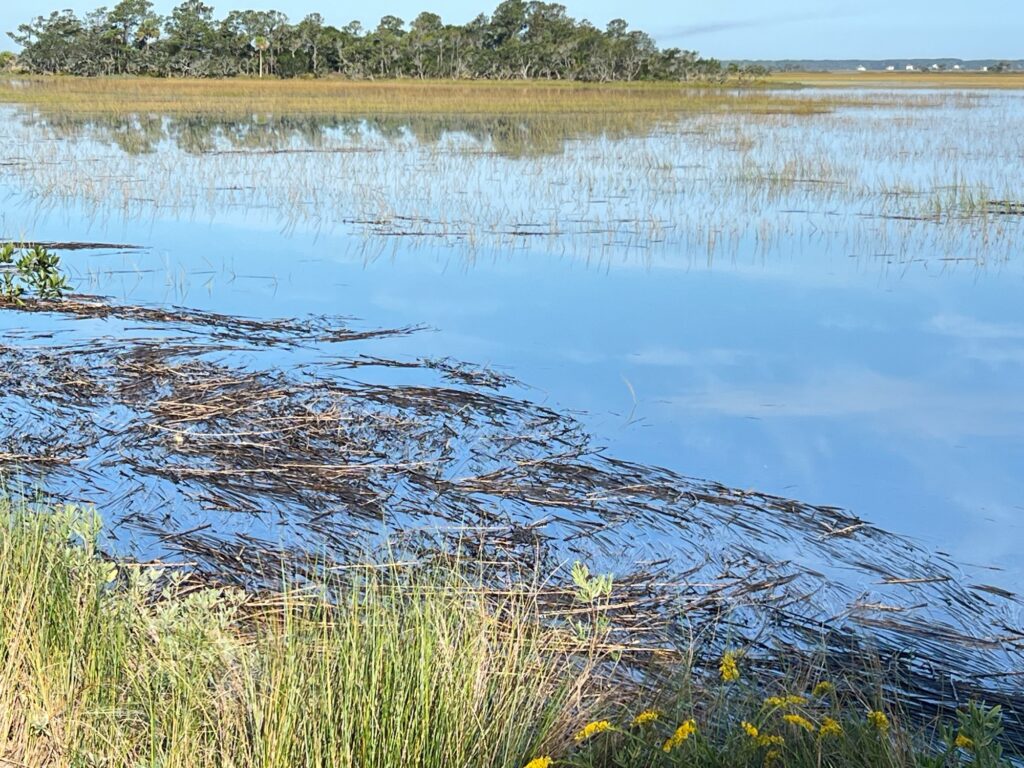 a body of water with plants and trees in the background (MyCoast AI)