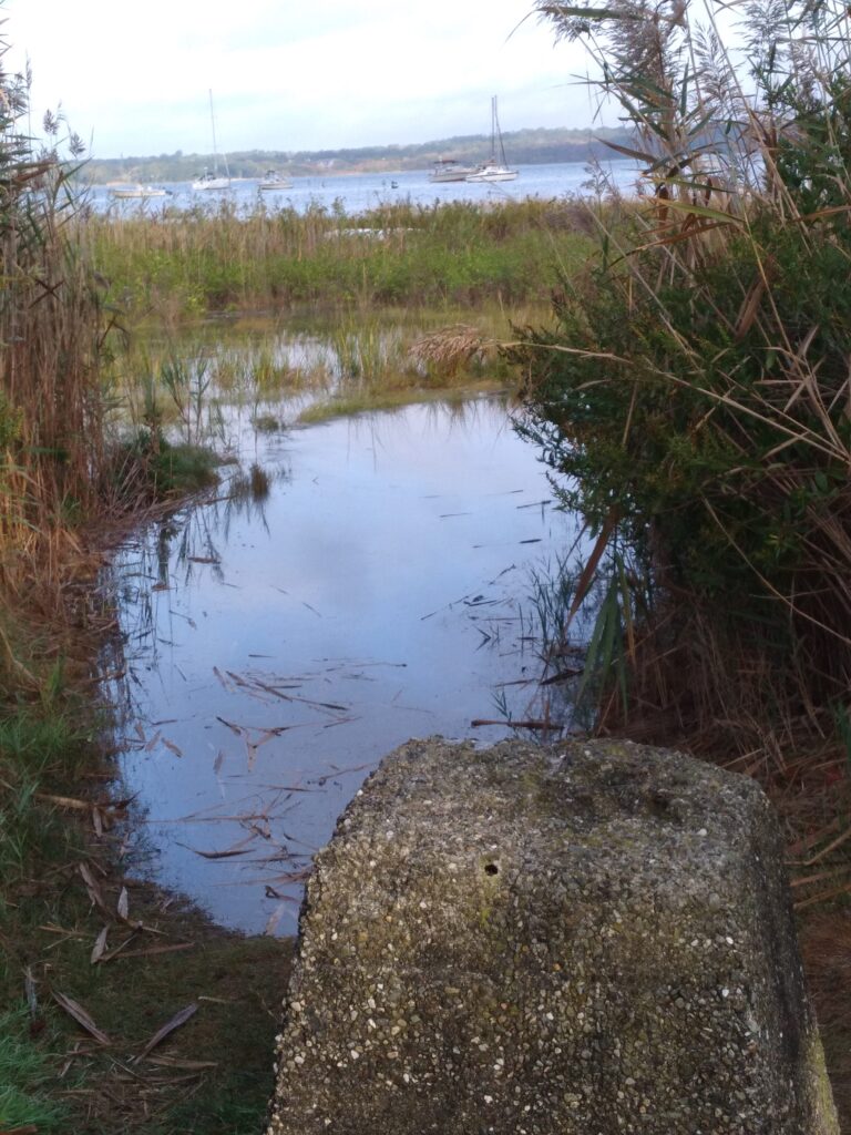 a rock in a swamp (MyCoast AI)