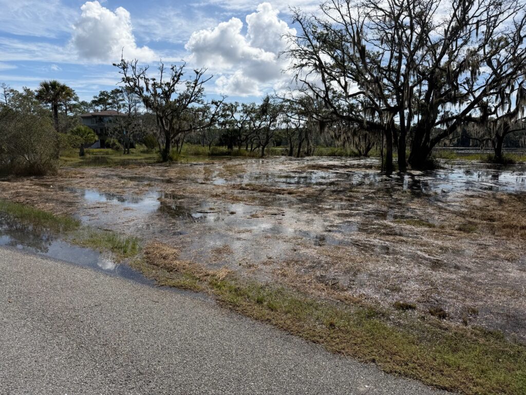 a road with a puddle on the side and trees on the side (MyCoast AI)