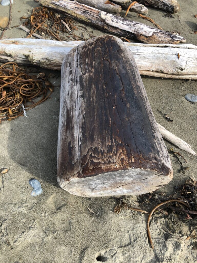 a piece of wood on the ground (MyCoast AI)