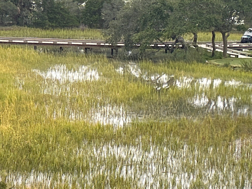 a pond with grass and trees (MyCoast AI)