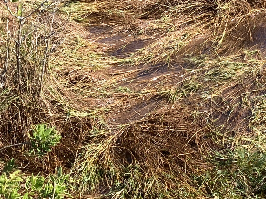 a close-up of some grass (MyCoast AI)