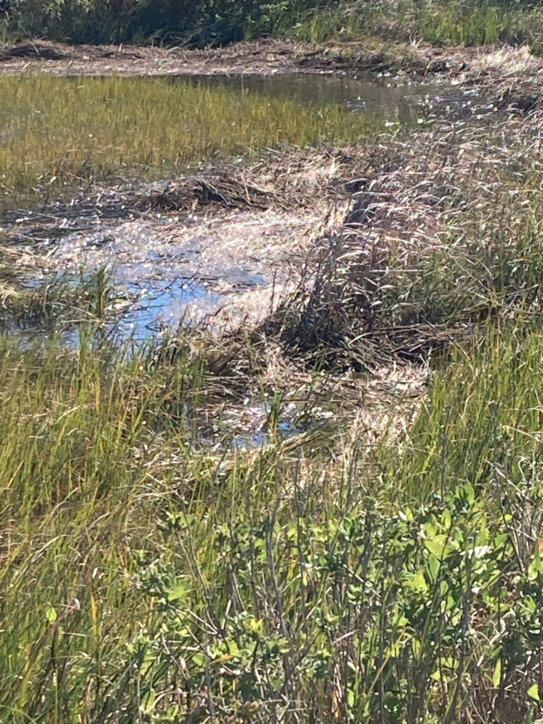 a small stream of water (MyCoast AI)