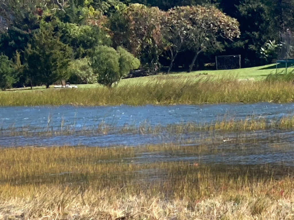 a pond with grass and trees around it (MyCoast AI)