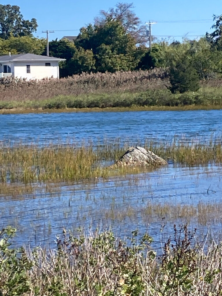 a small pond with a rock in it (MyCoast AI)