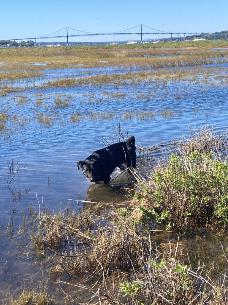 a bear in a river (MyCoast AI)