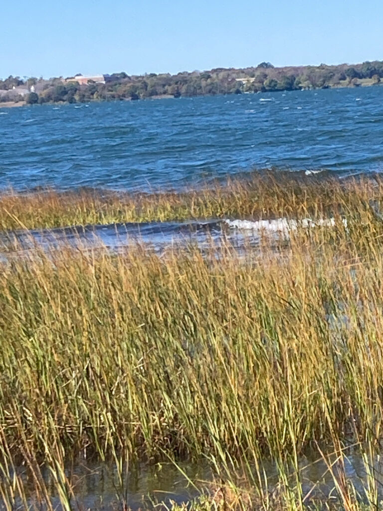a body of water with grass and sand on the side (MyCoast AI)