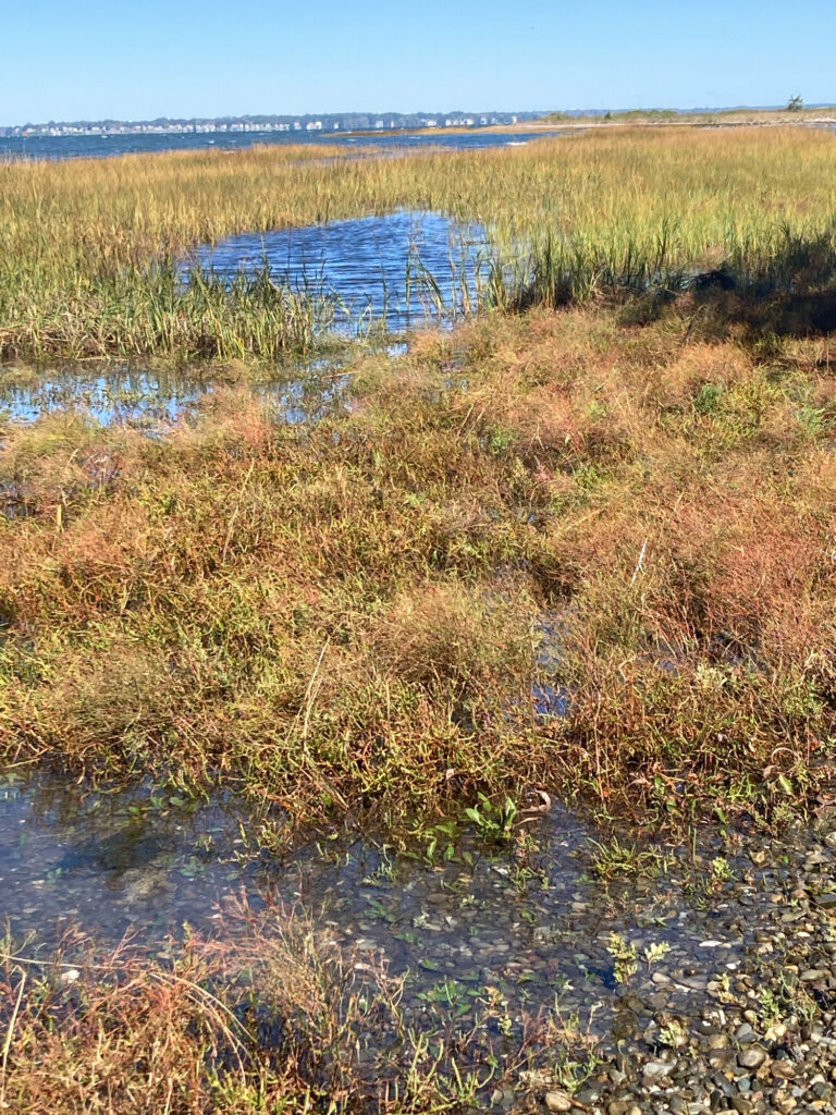 a small pond in a field (MyCoast AI)