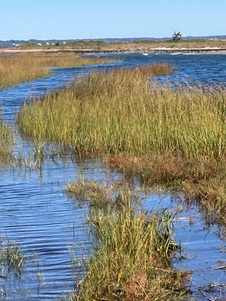 a body of water with grass and weeds growing in it (MyCoast AI)