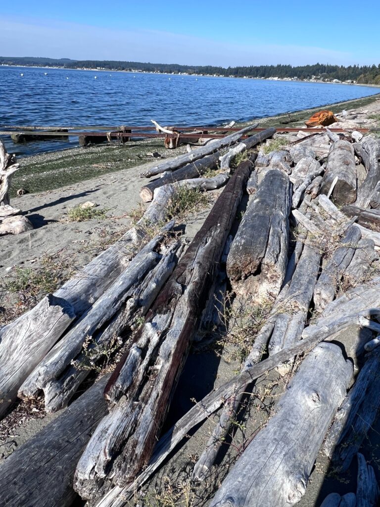 a group of logs on a beach (MyCoast AI)
