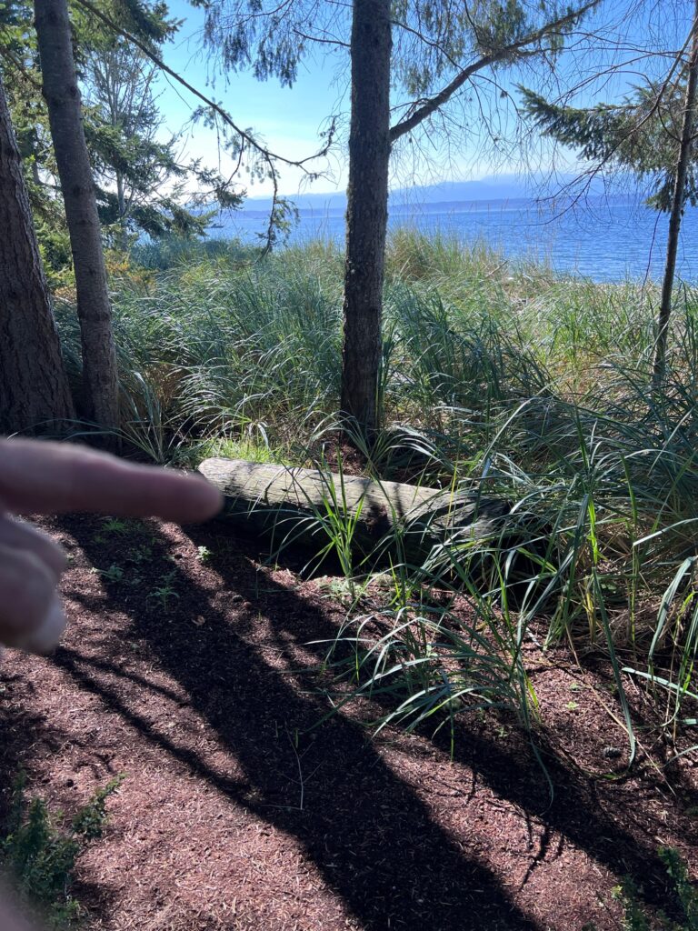 a hand holding a tree branch (MyCoast AI)