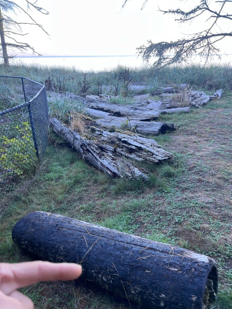 a hand holding a log in a grassy area with trees in the background (MyCoast AI)