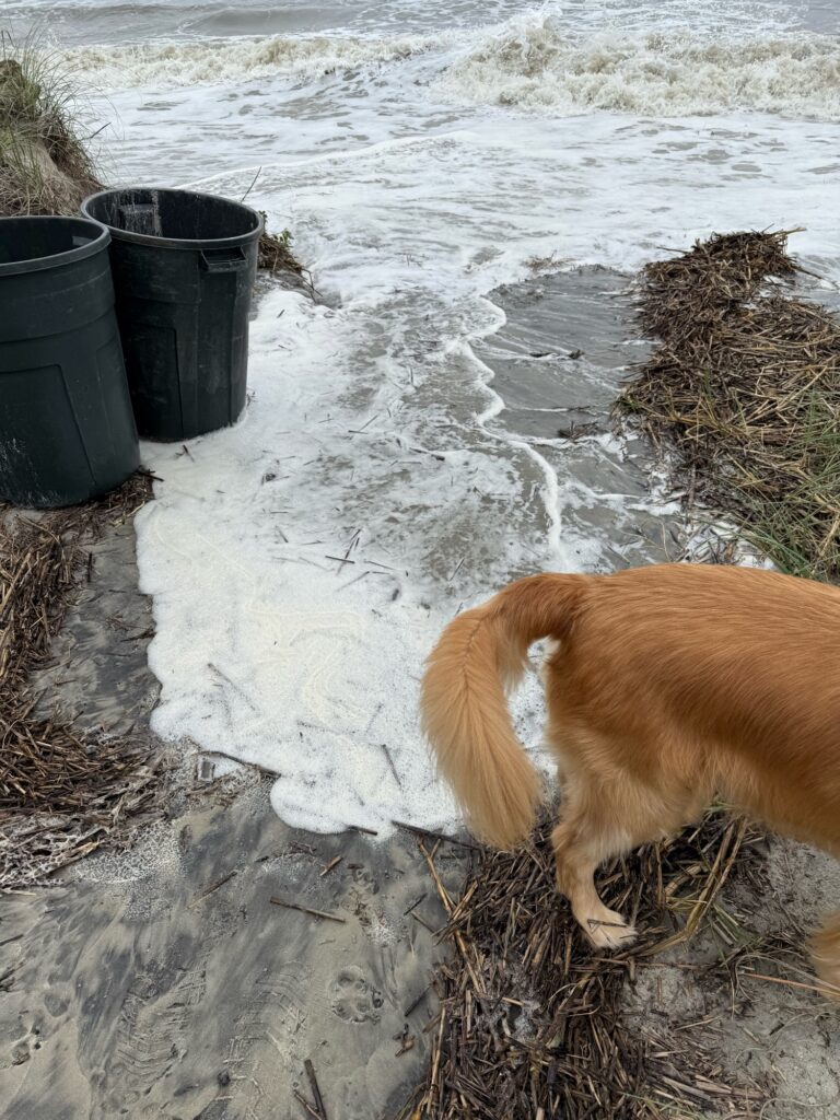 a dog standing in the snow (MyCoast AI)