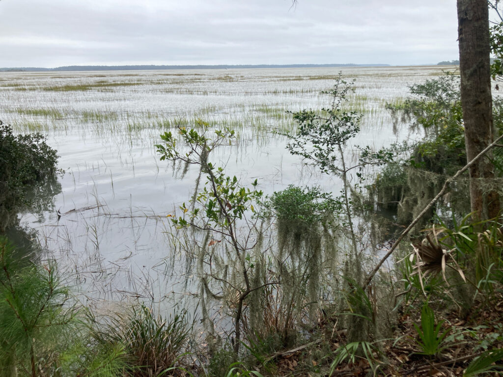 a swamp with plants and trees (MyCoast AI)