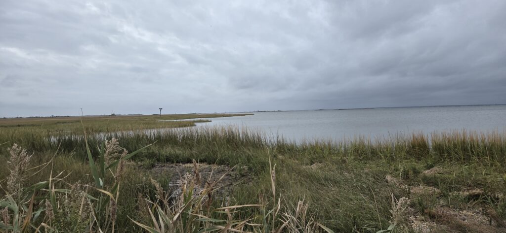 a grassy area next to a body of water (MyCoast AI)